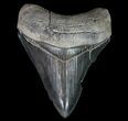 Serrated, Fossil Megalodon Tooth #64553-1